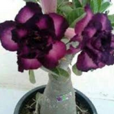 10 Thai Purple 5 Adenium obesum Double layer (Desert Rose) Bonsai Seeds Fresh Flower New Seeds (Original Thai Seeds)